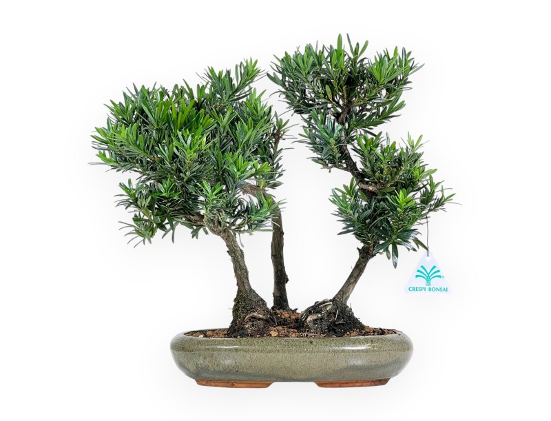 Podocarpus Macrophylla - Podocarpe - 35 cm