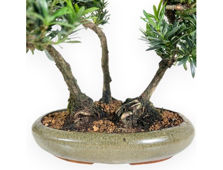 Podocarpus Macrophylla - Podocarpe - 35 cm