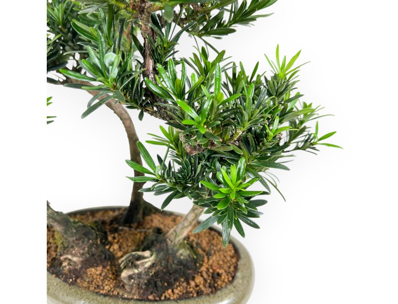 Podocarpus Macrophylla - Podokarp - 35 cm