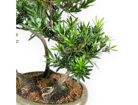 Podocarpus Macrophylla - Podokarp - 35 cm