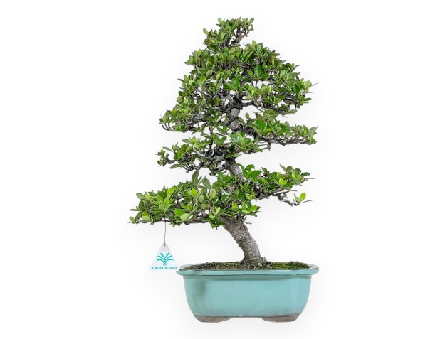 Gardenia Jasminoides - Gardenia - 52 cm