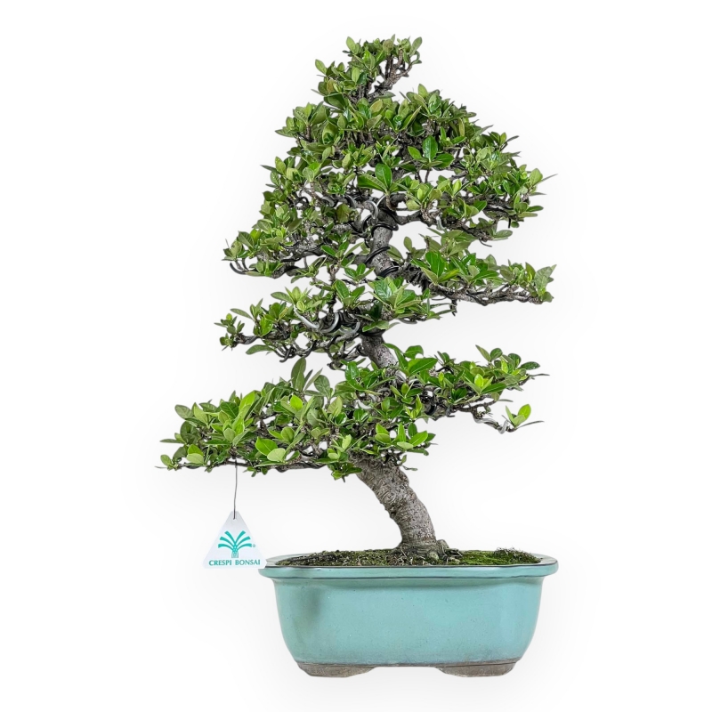 Gardenia Jasminoides - Gardenia - 52 cm