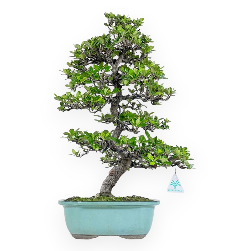 Gardenia Jasminoides - Gardenia - 52 cm