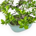 Gardenia Jasminoides - Gardenia - 52 cm