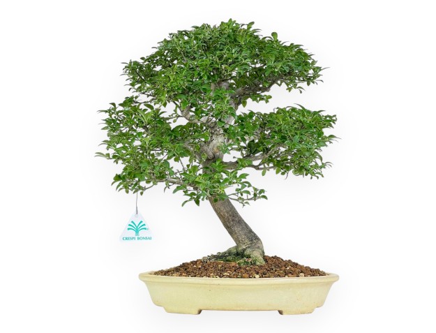 Evonimus Alatus - Spindle - 42 cm