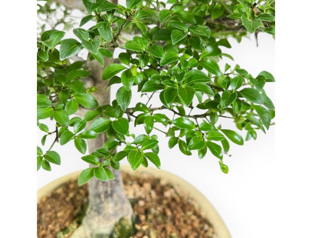 Evonimus Alatus - Spindle - 42 cm 2