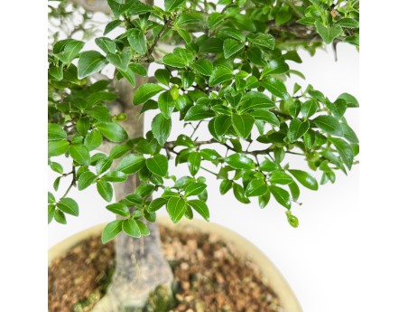 Evonimus Alatus - Spindle - 42 cm