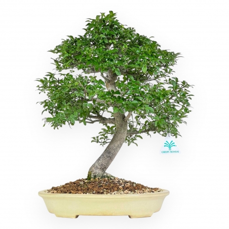 Evonimus Alatus - Spindle - 42 cm