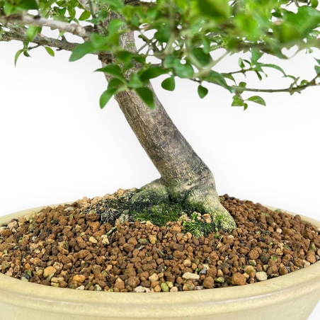 Evonimus Alatus - Spindle - 42 cm