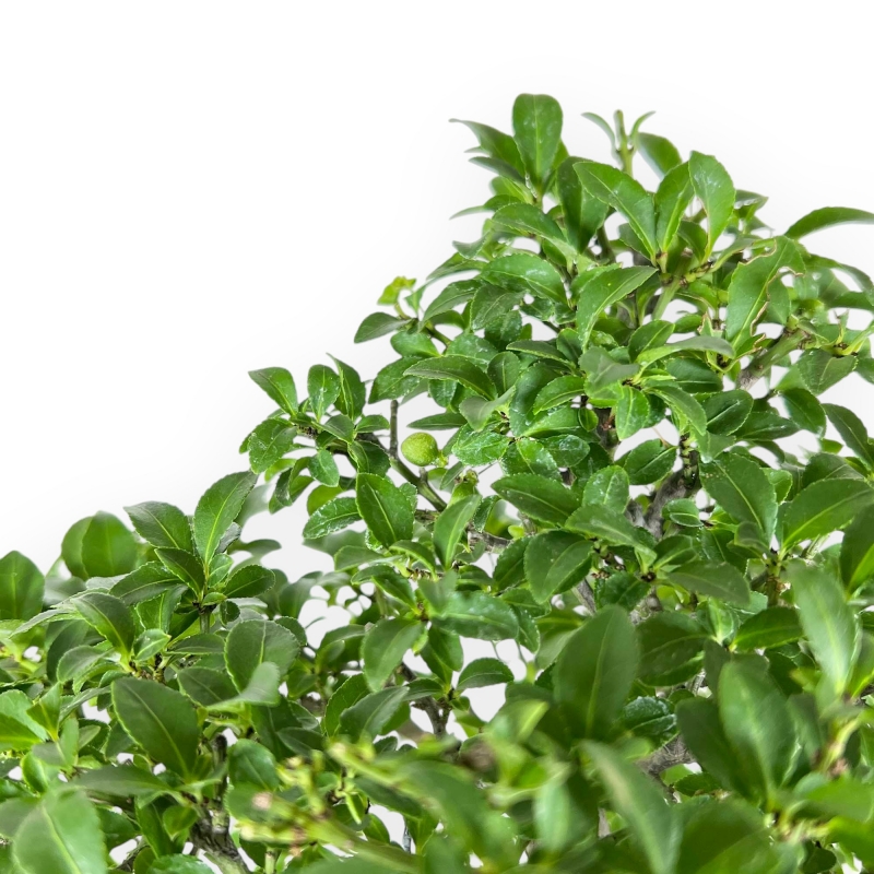 Evonimus Alatus - Evonimo - 42 cm