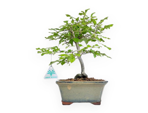 Diospyros Kaki - Plaqueminier - 30 cm