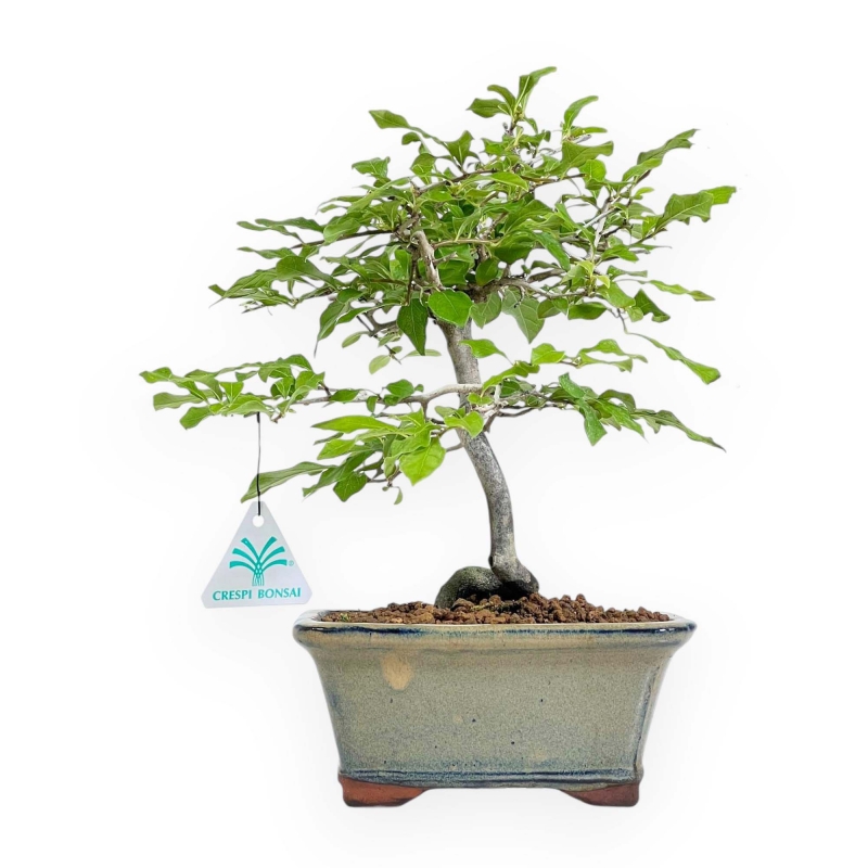 Diospyros Kaki - Kaki - 30 cm