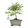 Diospyros Kaki - Kaki - 30 cm