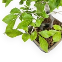 Diospyros Kaki - Kaki - 30 cm