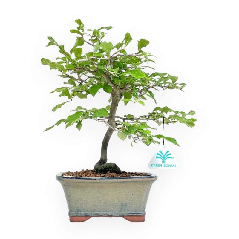 Diospyros Kaki - Kaki - 30 cm