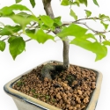 Diospyros Kaki - Kaki - 30 cm