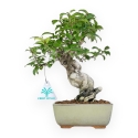 Ilex Serrata - Holly - 25 cm
