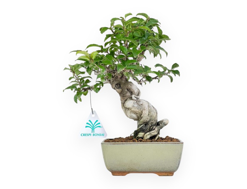 Ilex Serrata - Agrifoglio - 25 cm