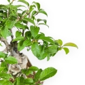 Ilex Serrata - Holly - 25 cm