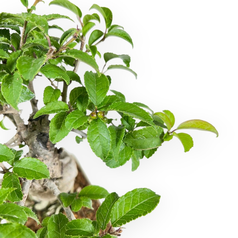 Ilex Serrata - Holly - 25 cm