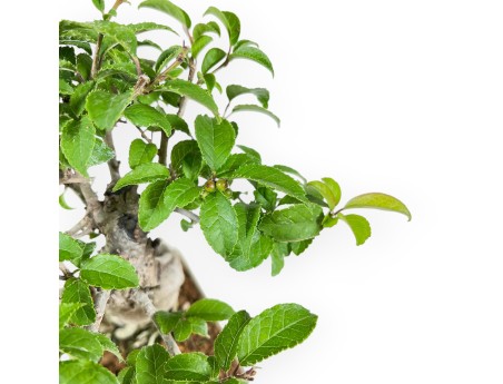 Ilex Serrata - Holly - 25 cm