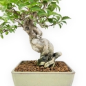 Ilex Serrata - Holly - 25 cm