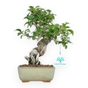 Ilex Serrata - Agrifoglio - 25 cm