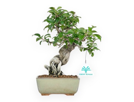 Ilex Serrata - Holly - 25 cm