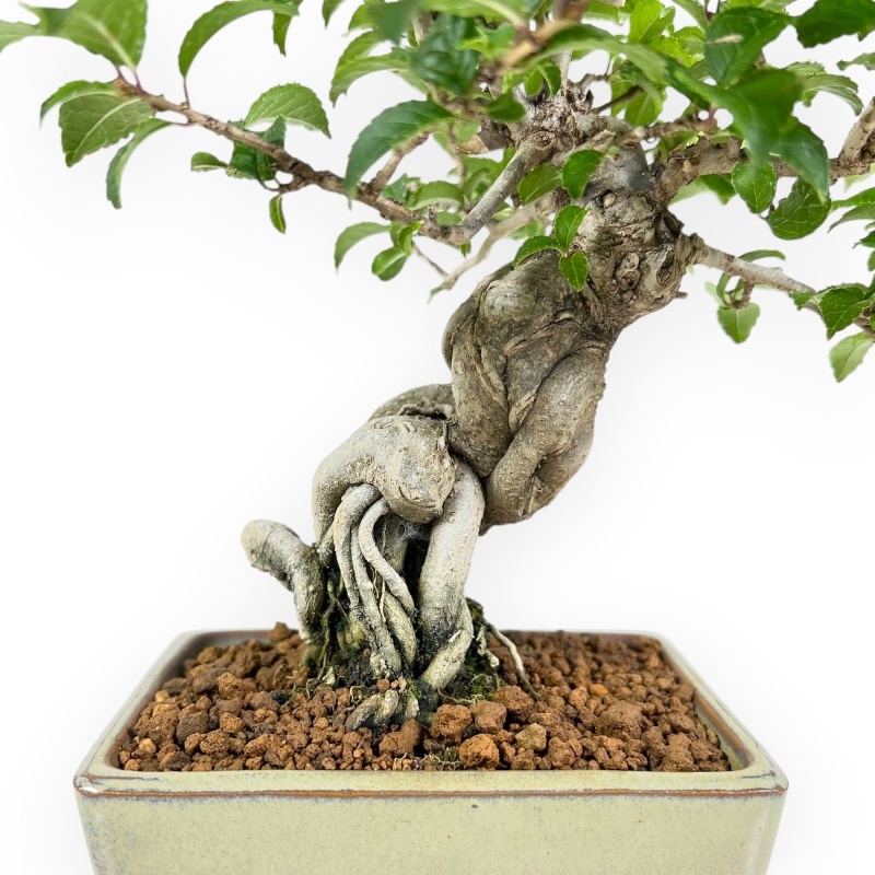 Ilex Serrata - Holly - 25 cm