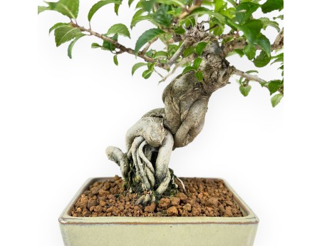 Ilex Serrata - Holly - 25 cm