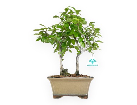 Diospyros Kaki - Kaki - 33 cm