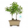 Diospyros Kaki - Kaki - 33 cm