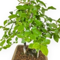 Diospyros Kaki - Kaki - 33 cm