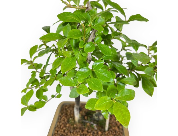 Diospyros Kaki - Plaqueminier - 33 cm 2