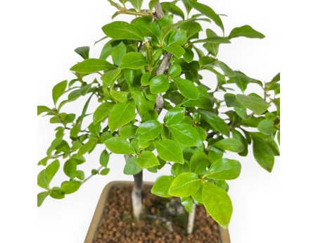 Diospyros Kaki - Kaki - 33 cm