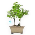 Diospyros Kaki - Kaki - 33 cm