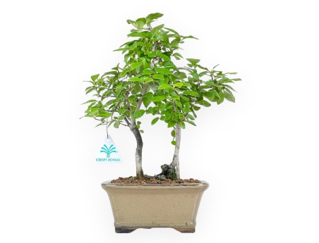 Diospyros Kaki - Kaki - 33 cm