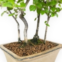 Diospyros Kaki - Kaki - 33 cm