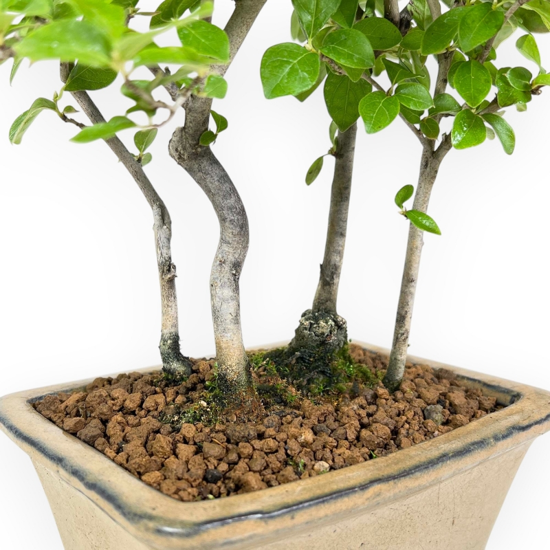 Diospyros Kaki - Kaki - 33 cm