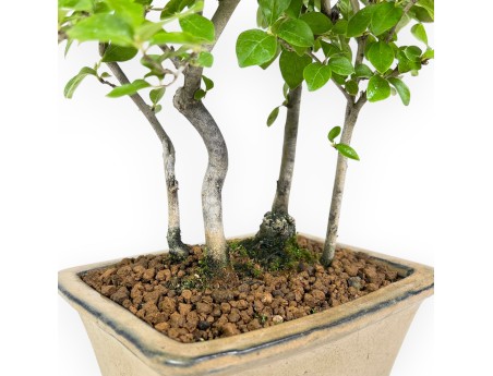 Diospyros Kaki - Plaqueminier - 33 cm