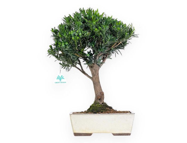 Podocarpus Macrophylla - Podocarpo - 43 cm