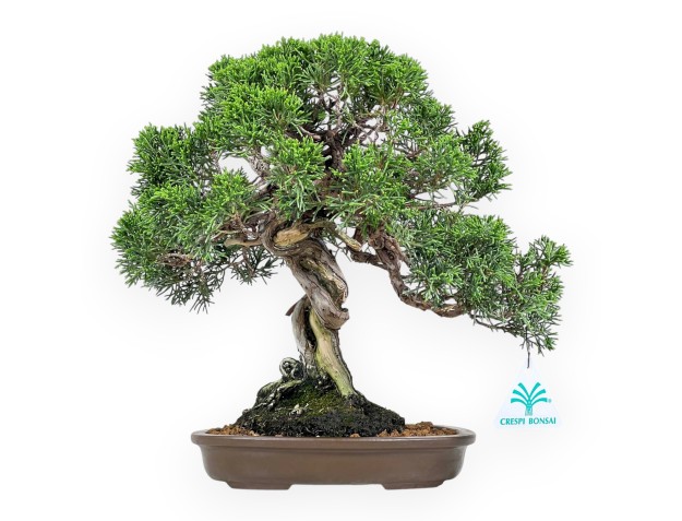 Juniperus Chinensis Itoigawa - Enebro - 28 cm