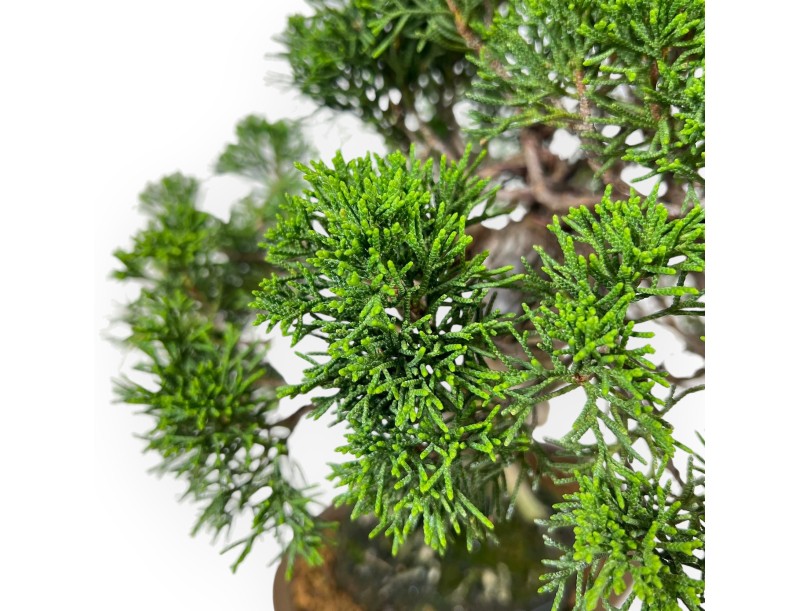 Juniperus Chinensis Itoigawa - Ginepro - 28 cm