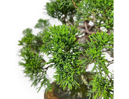 Juniperus Chinensis Itoigawa - Ginepro - 28 cm