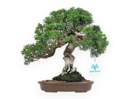 Juniperus Chinensis Itoigawa - Wacholder - 28 cm