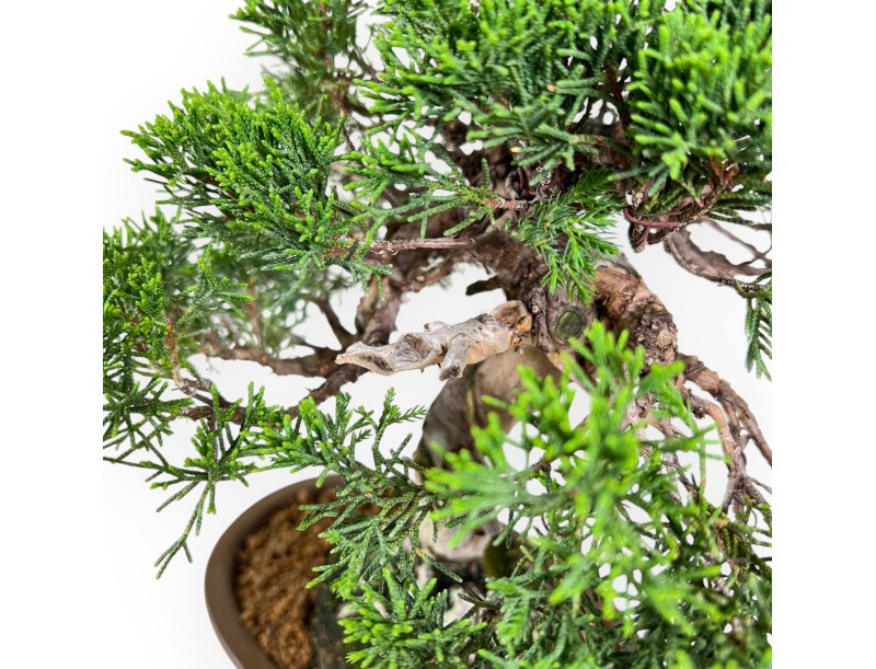 Juniperus Chinensis Itoigawa - Juniper - 28 cm