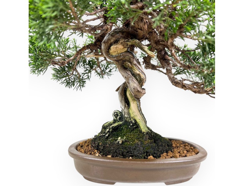 Juniperus Chinensis Itoigawa - Enebro - 28 cm