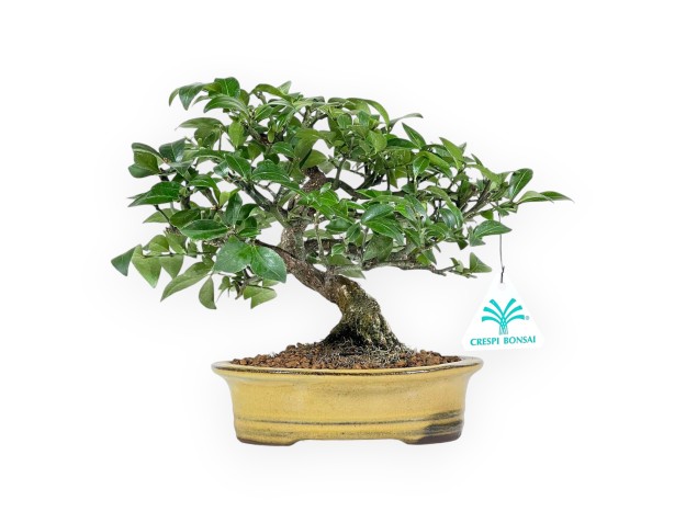 Evonimus Alatus - Spindle - 20 cm