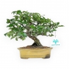Evonimus Alatus - Spindle - 20 cm
