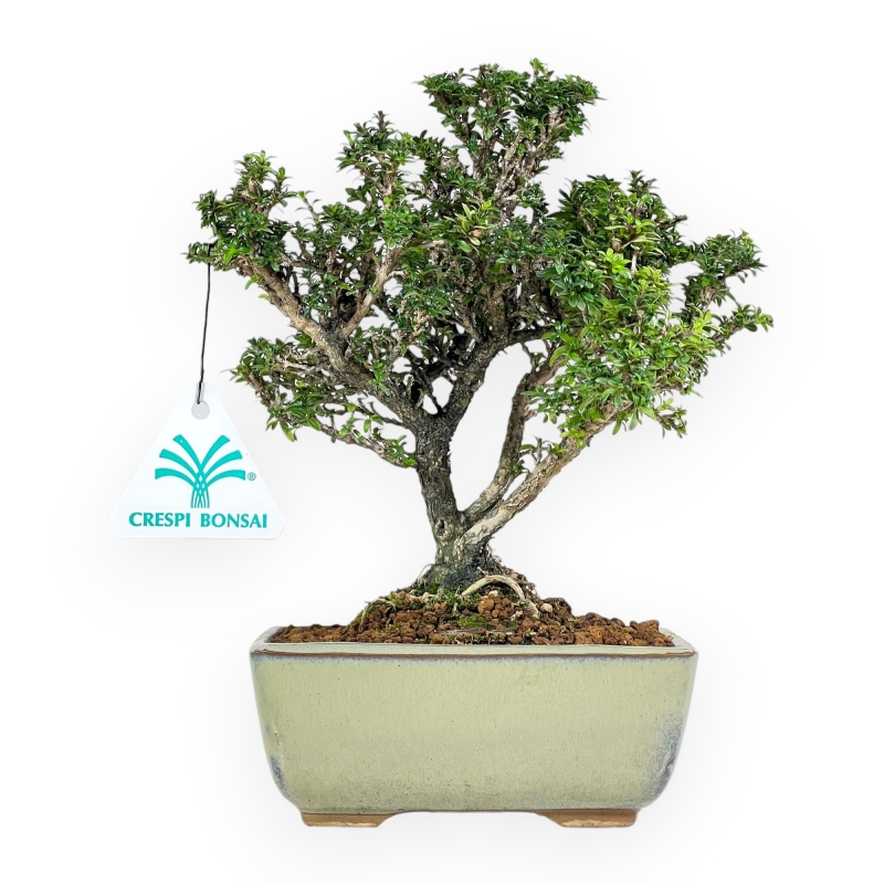 Serissa Japonica - Serissa - 21 cm